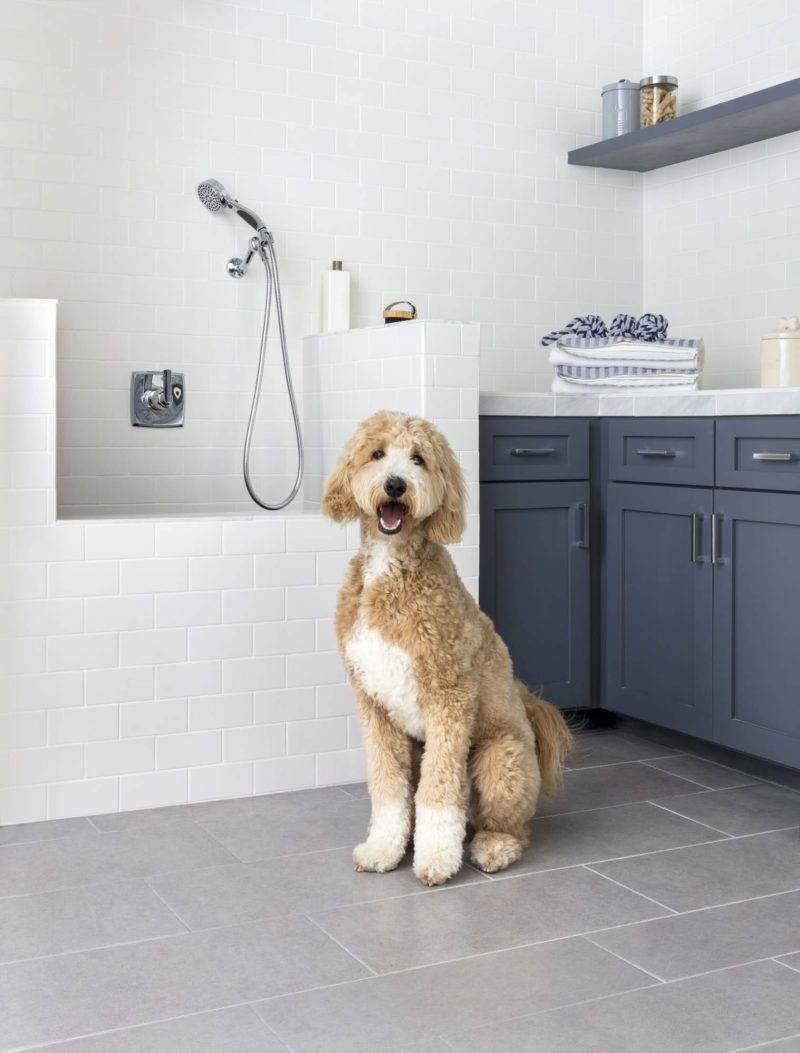 The Best Flooring For Dogs The Tile Shop Blog